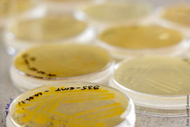 Petri dish with a fungal culture