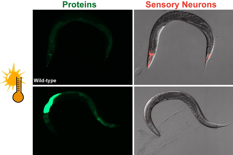 A wild-type worm perceives elevated temperature through sensory neurons (red) and adjusts its protein degradation in the gut. A mutant that lacks functional sensory neurons (no red signal) can't perceive warm temperature correctly and fails to adjust its protein degradation in the gut resulting in elevated protein levels (green).